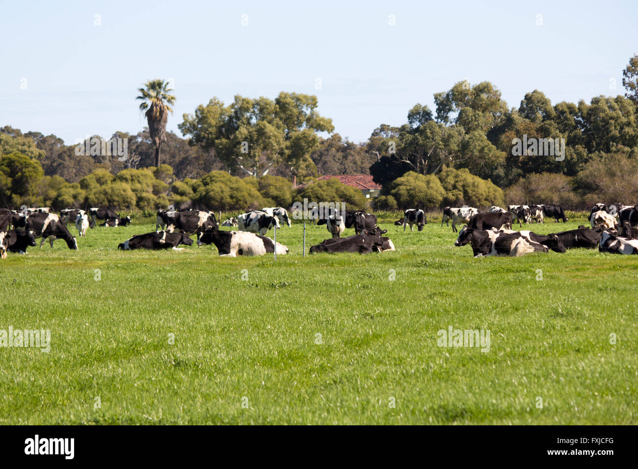 Black and white Holstein-Friesian cattle grazing on the green grass by ...