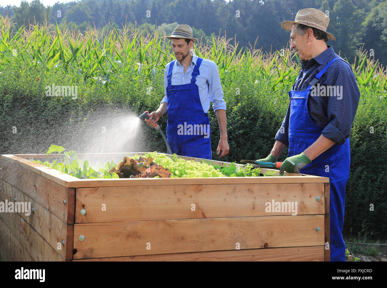 Two gardeners pouring a raised salad bed in garden Stock Photo