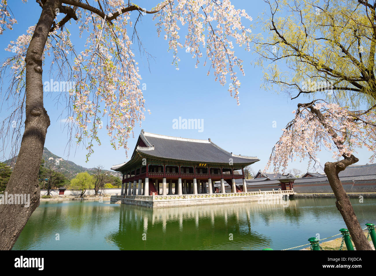 Gyeongbokgung Palace  in spring with cherry blossom Stock Photo