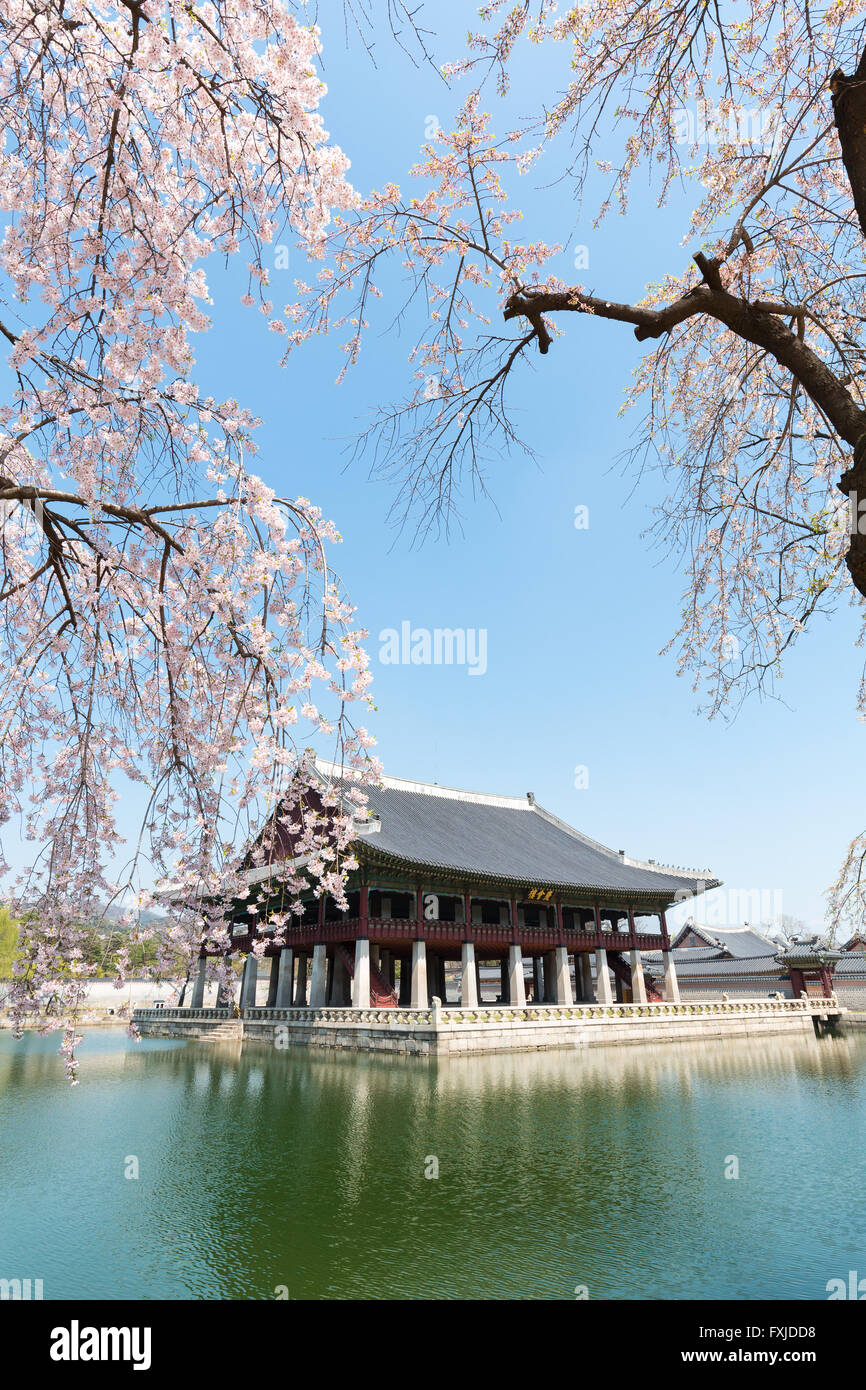 Gyeongbokgung Palace  in spring with cherry blossom Stock Photo