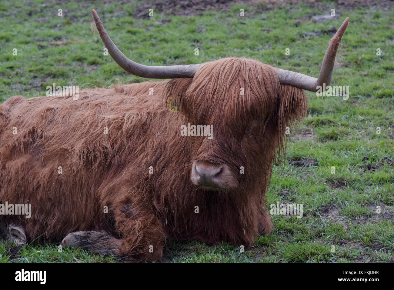 Scagriculture, beef, bovine,schottische Hochlandrind, Highland Cattle ...