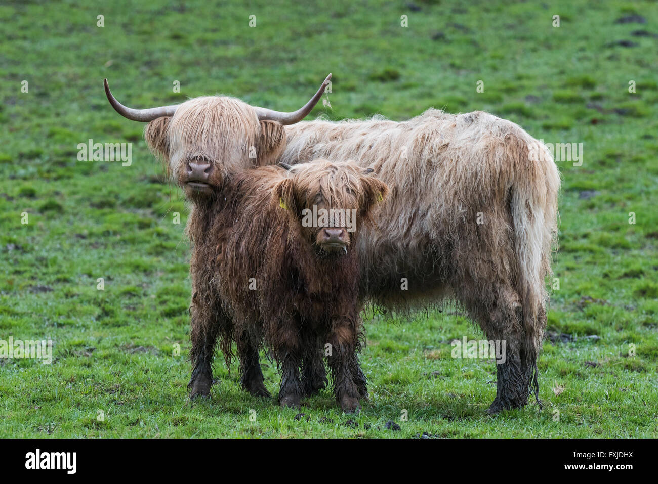 Scagriculture, beef, bovine,schottische Hochlandrind, Highland Cattle ...