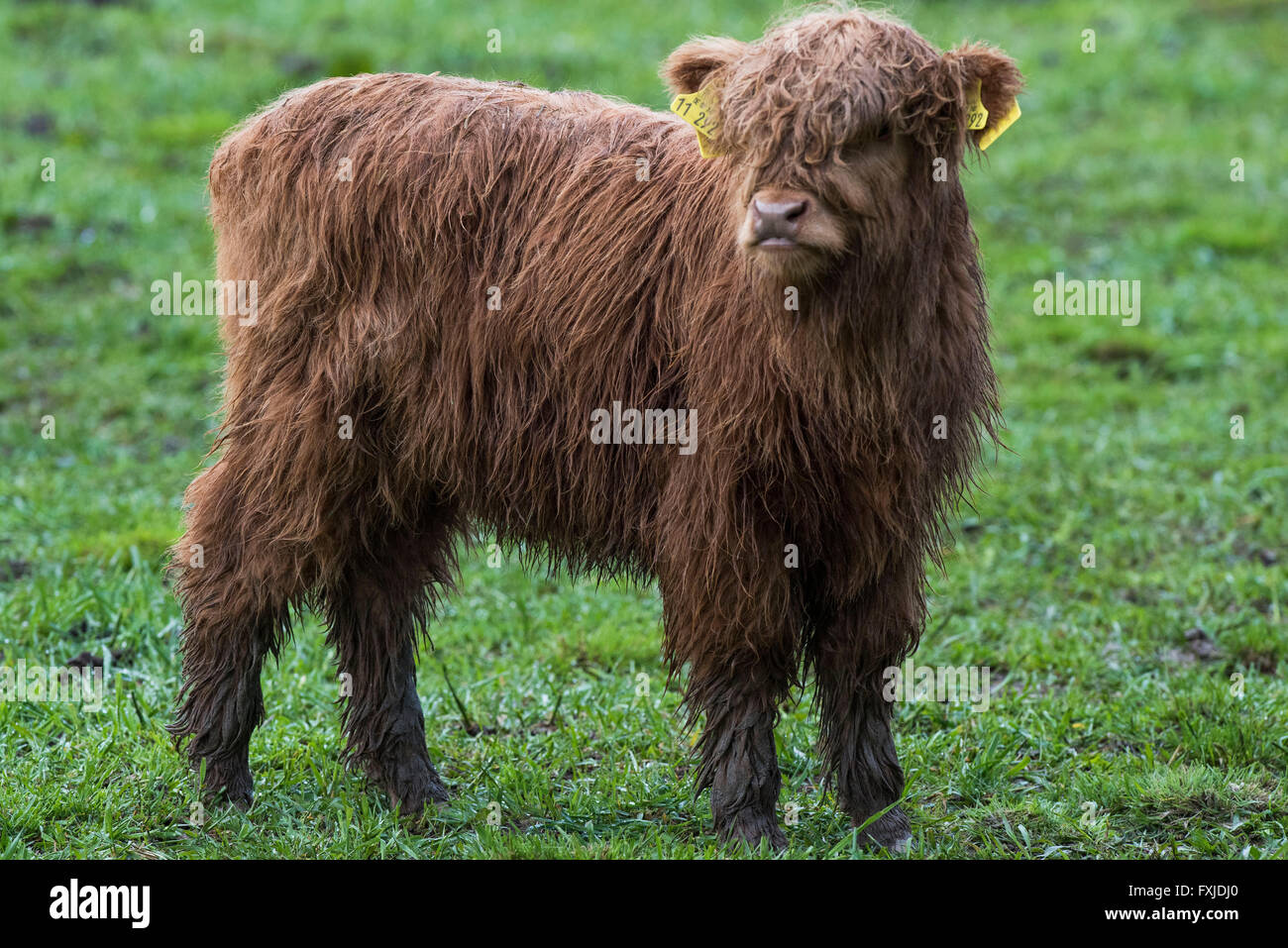 Scagriculture, beef, bovine,schottische Hochlandrind, Highland Cattle ...
