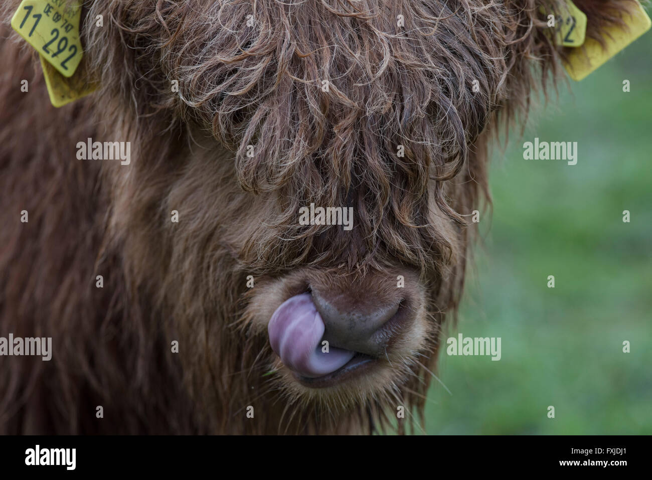 Scagriculture, beef, bovine,schottische Hochlandrind, Highland Cattle ...