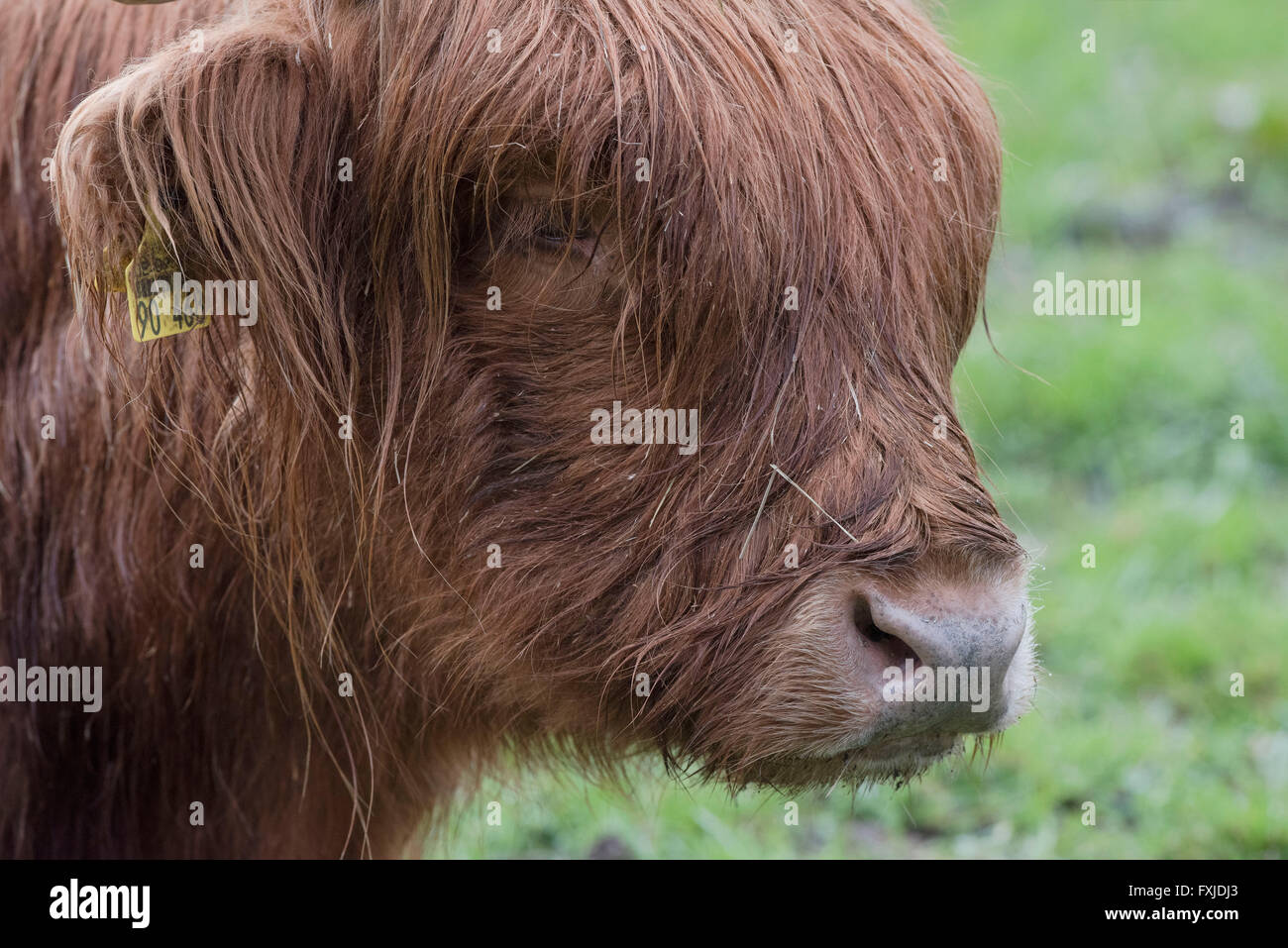 Scagriculture, beef, bovine,schottische Hochlandrind, Highland Cattle ...