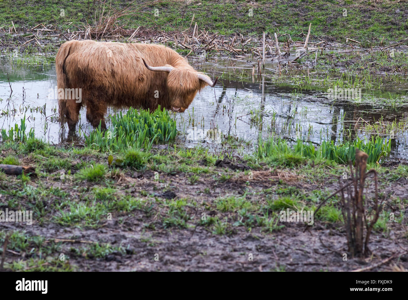 Scagriculture, beef, bovine,schottische Hochlandrind, Highland Cattle ...