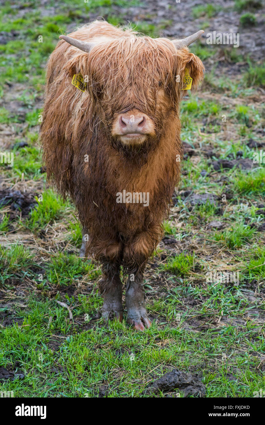 Scagriculture, beef, bovine,schottische Hochlandrind, Highland Cattle ...