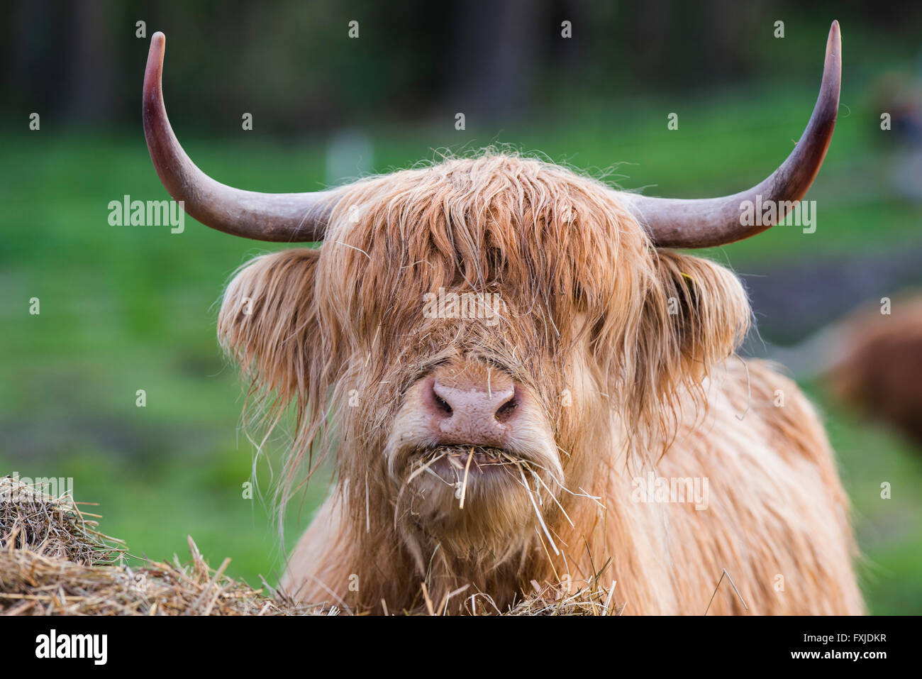 Scagriculture, beef, bovine,schottische Hochlandrind, Highland Cattle ...