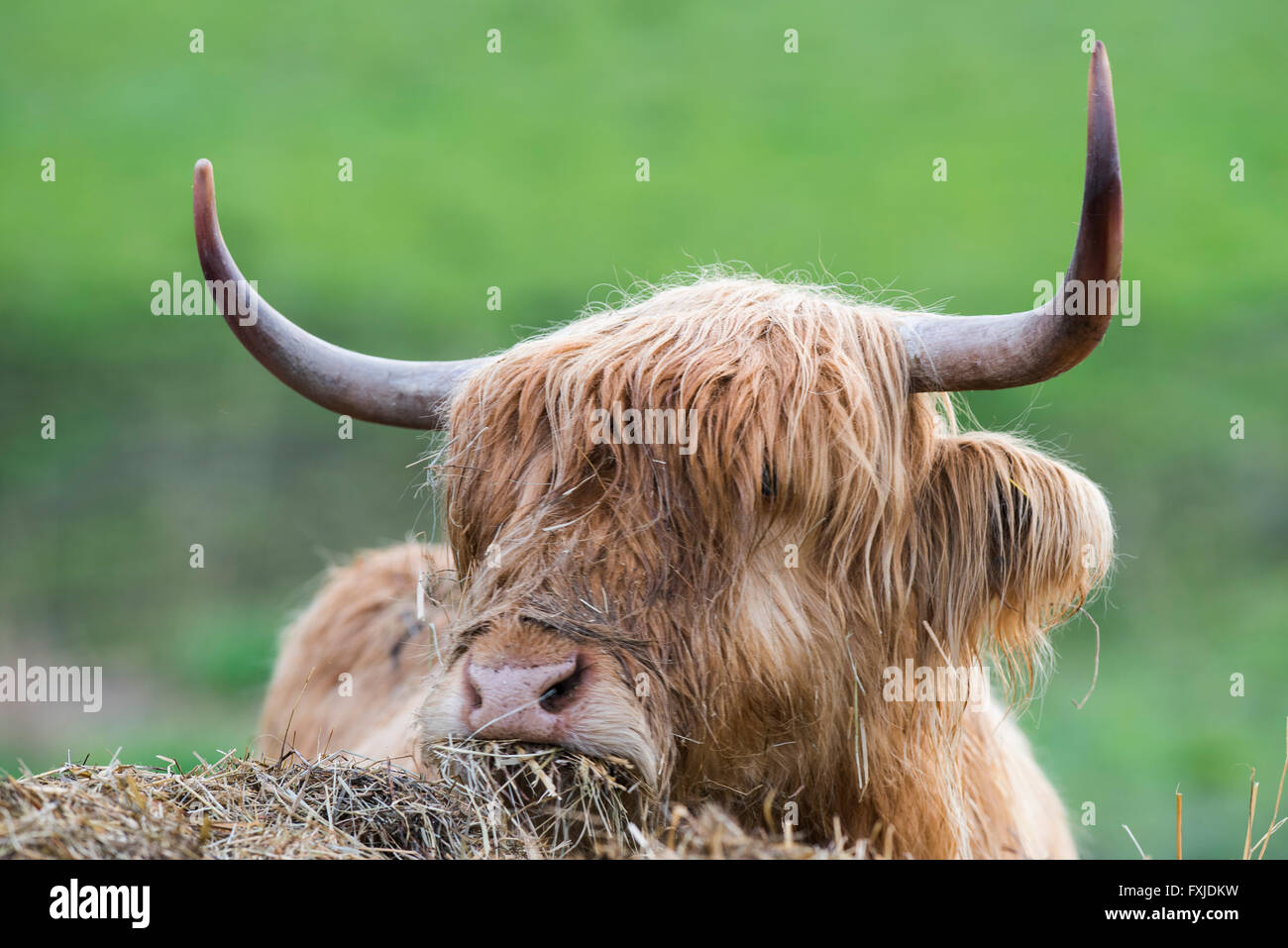 Scagriculture, beef, bovine,schottische Hochlandrind, Highland Cattle ...