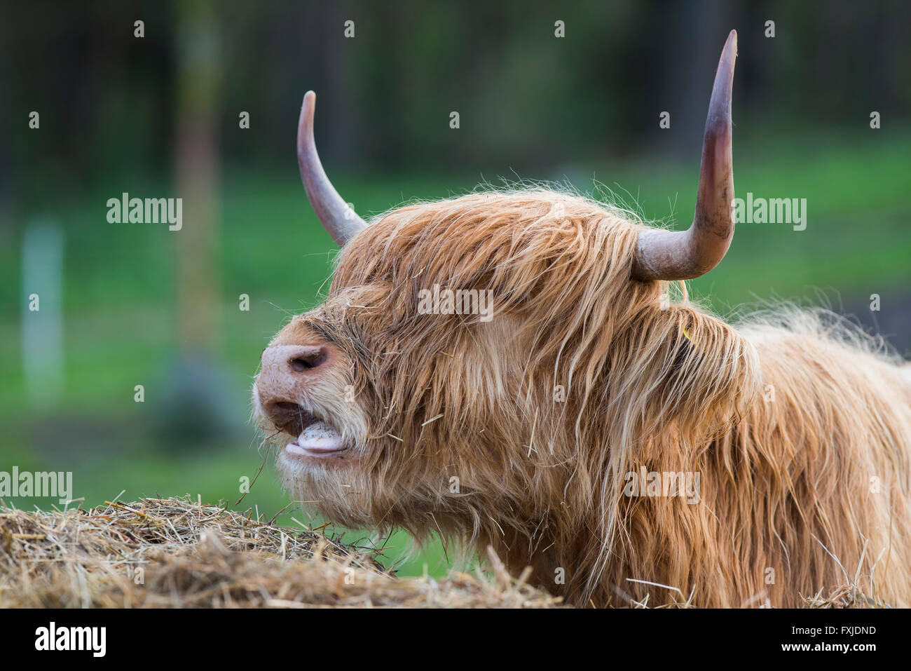 Scagriculture, beef, bovine,schottische Hochlandrind, Highland Cattle ...