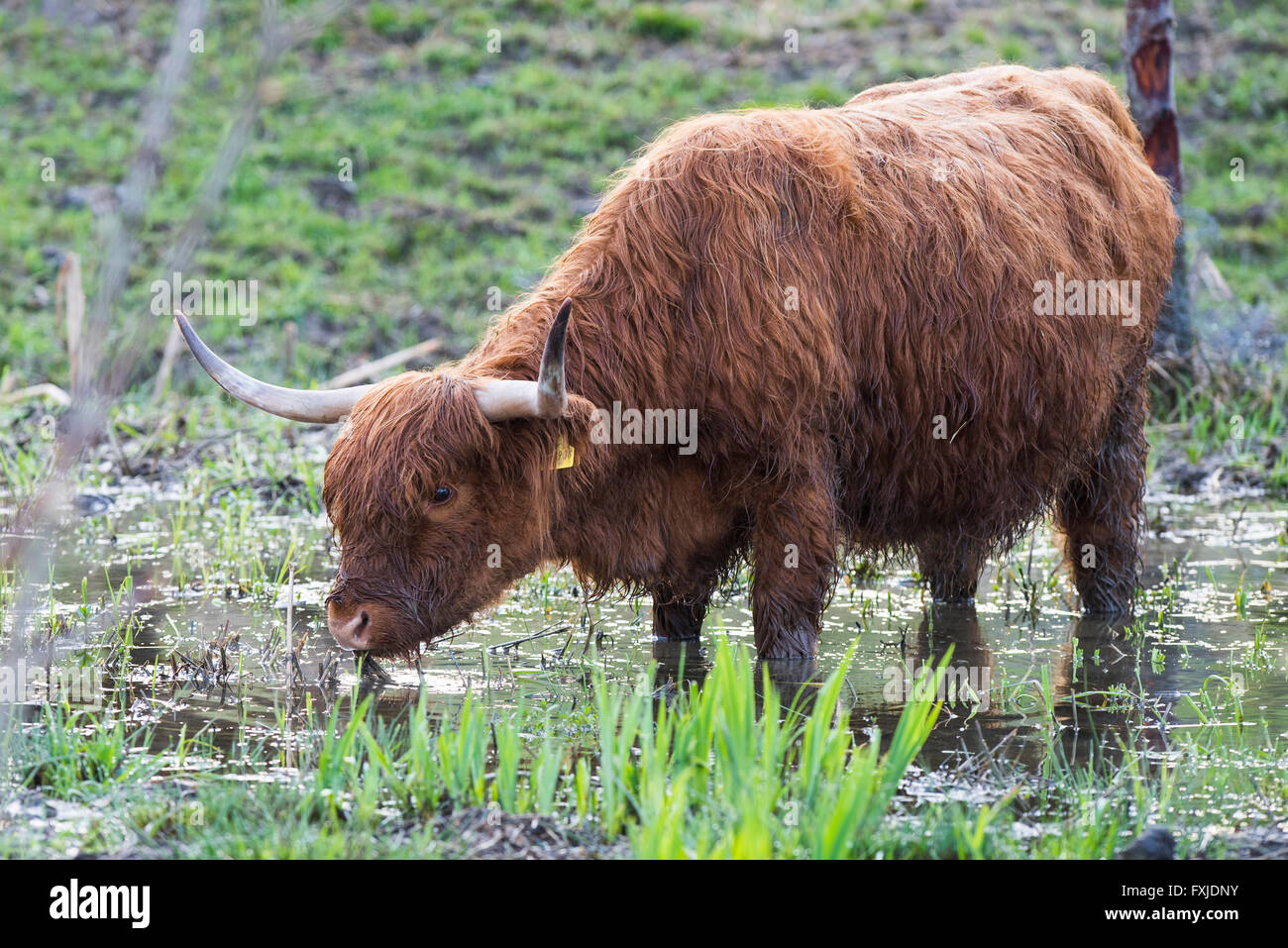 Scagriculture, beef, bovine,schottische Hochlandrind, Highland Cattle ...