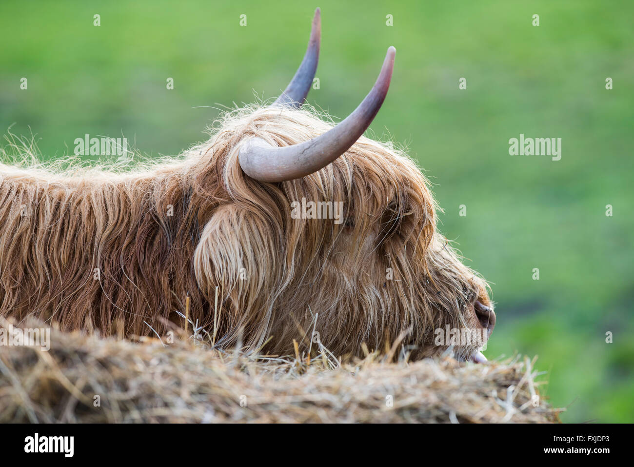 Scagriculture, beef, bovine,schottische Hochlandrind, Highland Cattle ...
