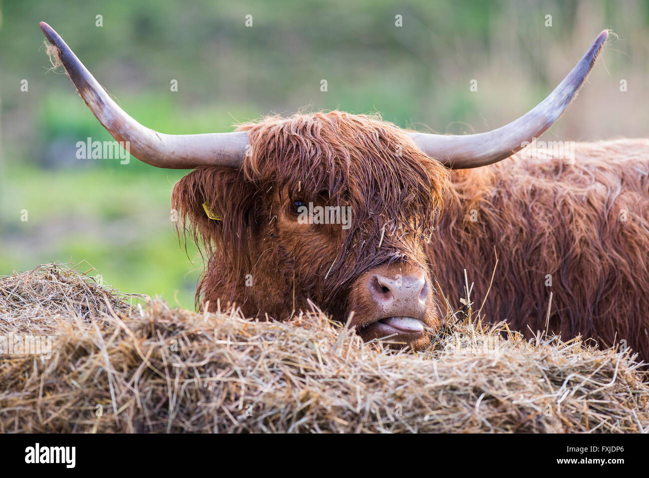 Scagriculture, beef, bovine,schottische Hochlandrind, Highland Cattle ...