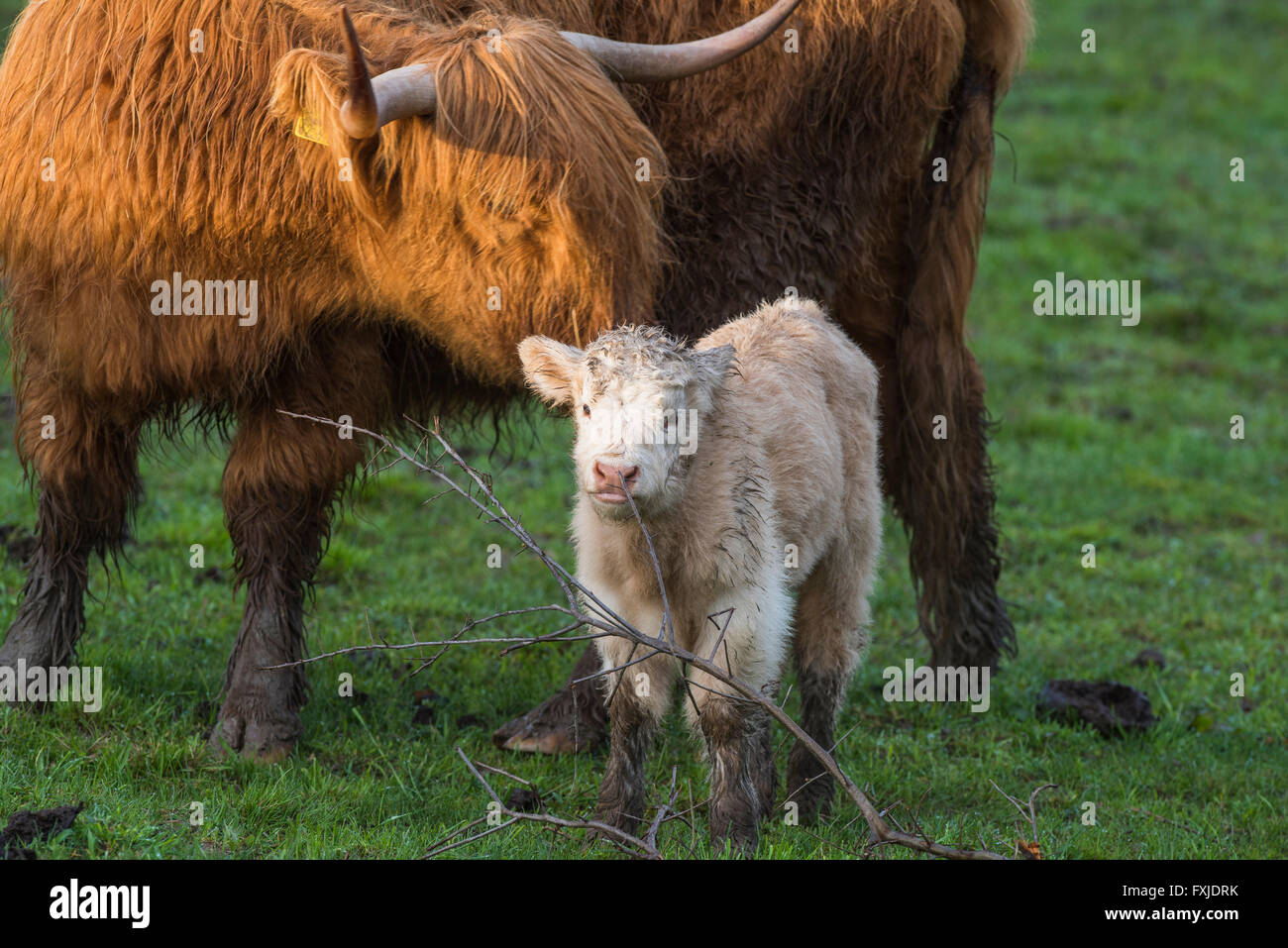 Scagriculture, beef, bovine,schottische Hochlandrind, Highland Cattle ...