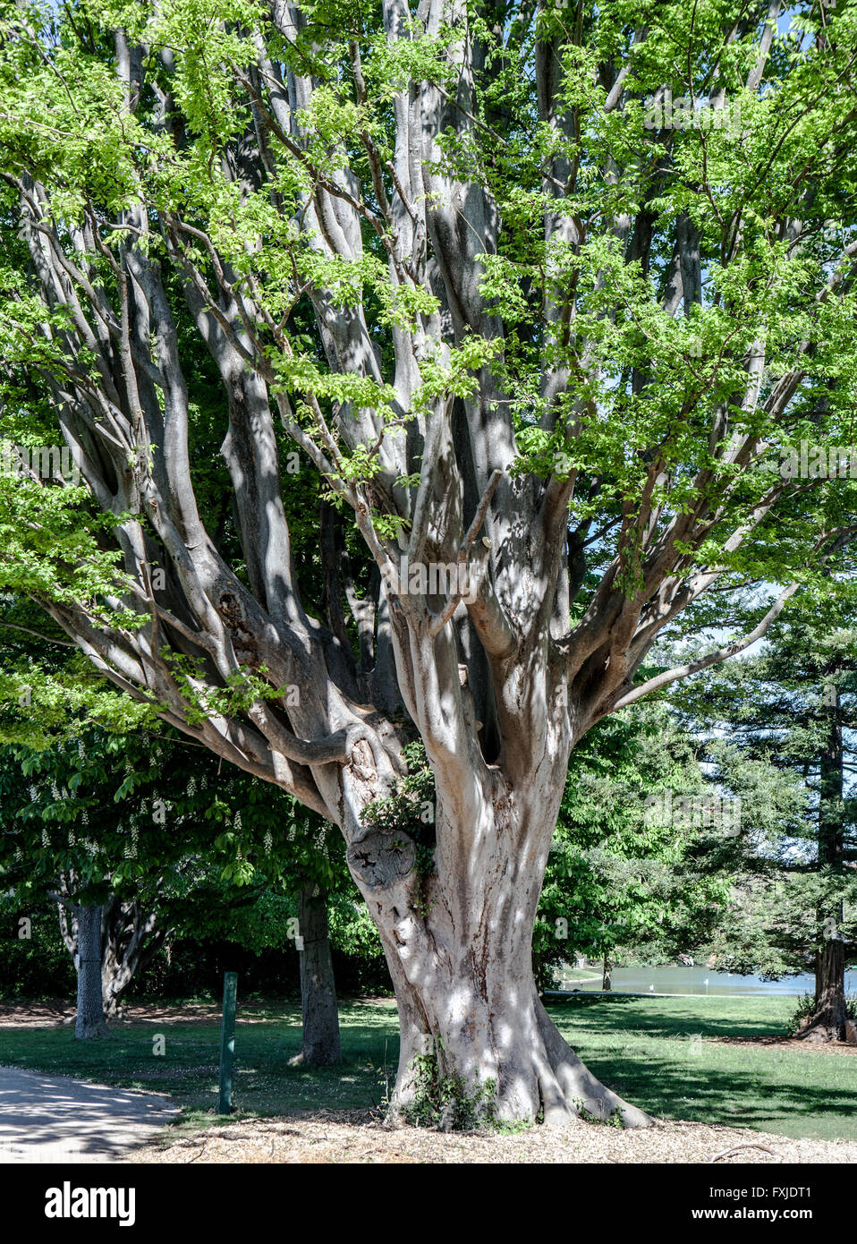 Caucasian elm zelkova carpinifolia tree hires stock photography and