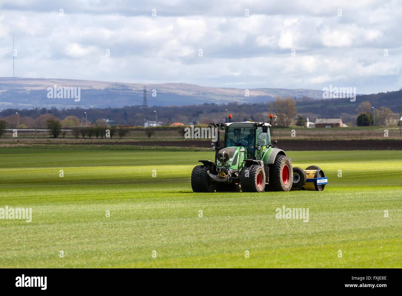 A farmer in Burscough, Lancashire, UK, driving machinery using a Fendt 516 Vario tractor and a Watson roller mower to compress and level the new crop of meadow grasses grown for the local demand for growing turf. Fast growth for commercial. turf production. When you're growing turf for mechanical harvesting, you need rapid growth and a strong network of roots. Customers order landscaping turf for a wide range of uses from hard-wearing sports fields to easy-maintenance domestic gardens. Stock Photo