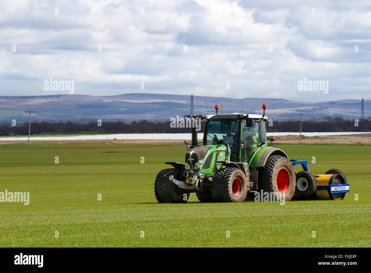 A farmer in Burscough, Lancashire, UK, driving a Fendt 516 Vario tractor and a Watson roller to compress and level the new crop of grasses grown for the local demand for growing turf. Fast growth for commercial. turf production. When you're growing turf for mechanical harvesting, you need rapid growth and a strong network of roots. Customers order turf for a wide range of uses from hard-wearing sports fields to easy-maintenance domestic gardens. Stock Photo