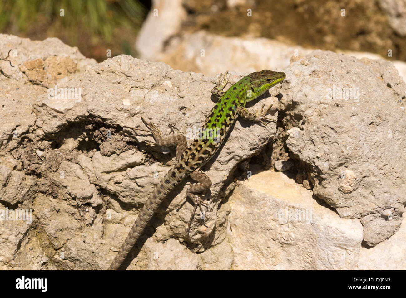 An Italian Wall Lizard at the Villa Jovis in Capri Stock Photo