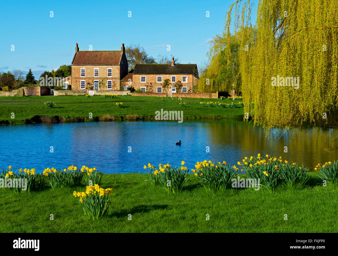 The village pond and cottage in Nun Monkton, North Yorkshire, England
