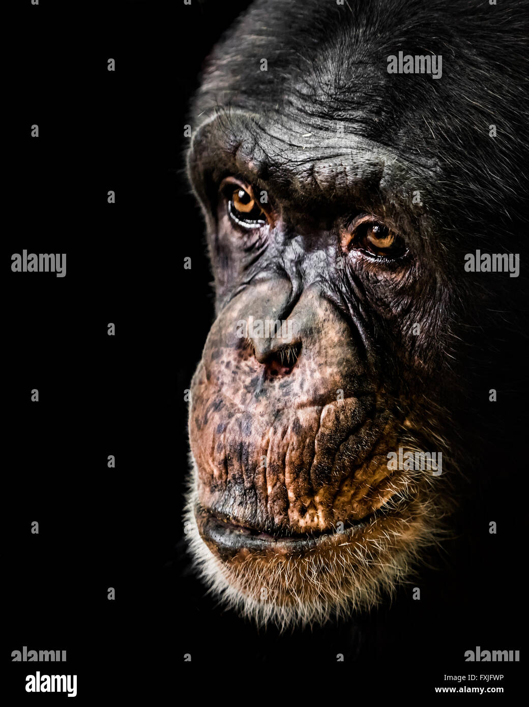 A 3/4 Portrait of a Chimpanzee Against a Black Background Stock Photo ...
