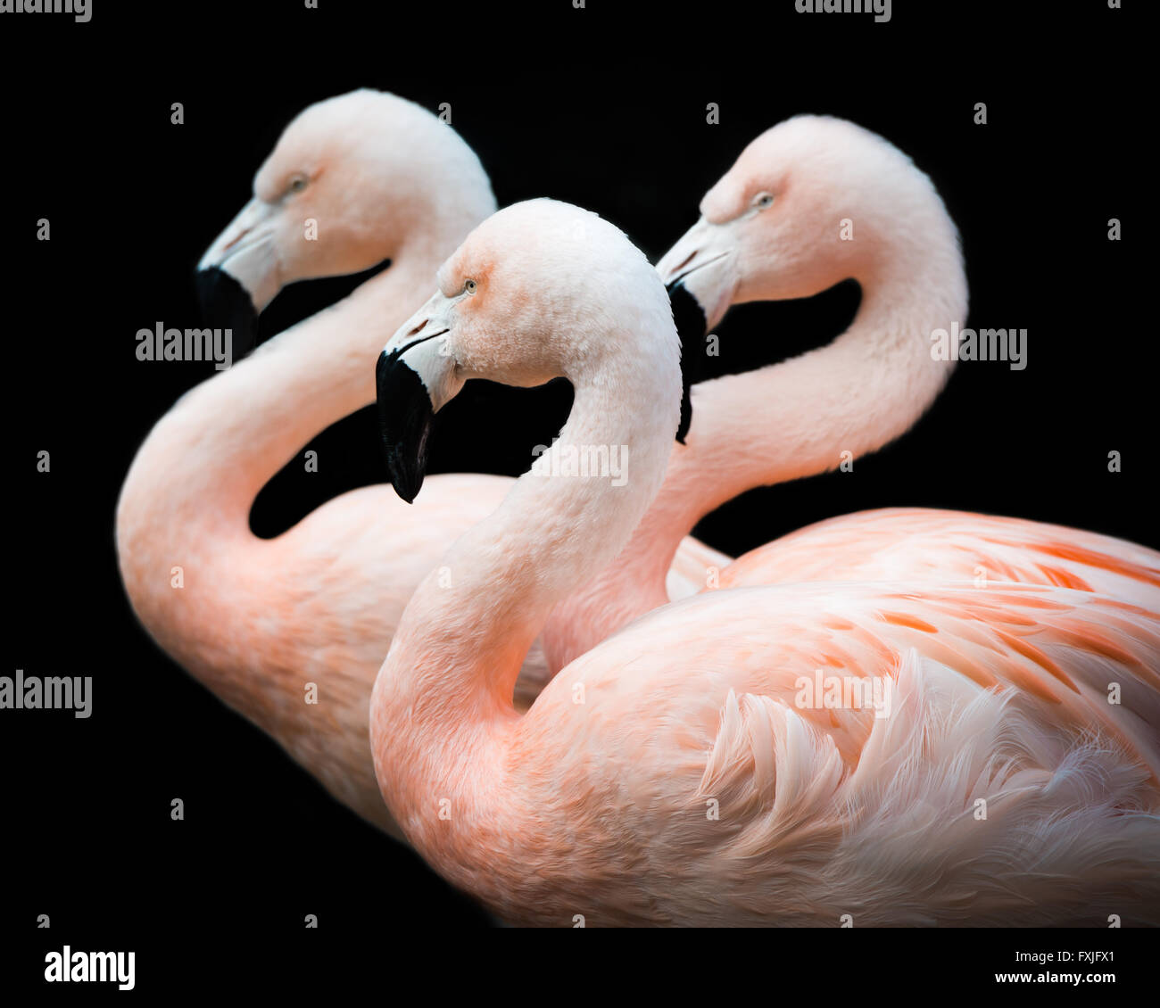 Chilean Flamingo trio against a black background Stock Photo