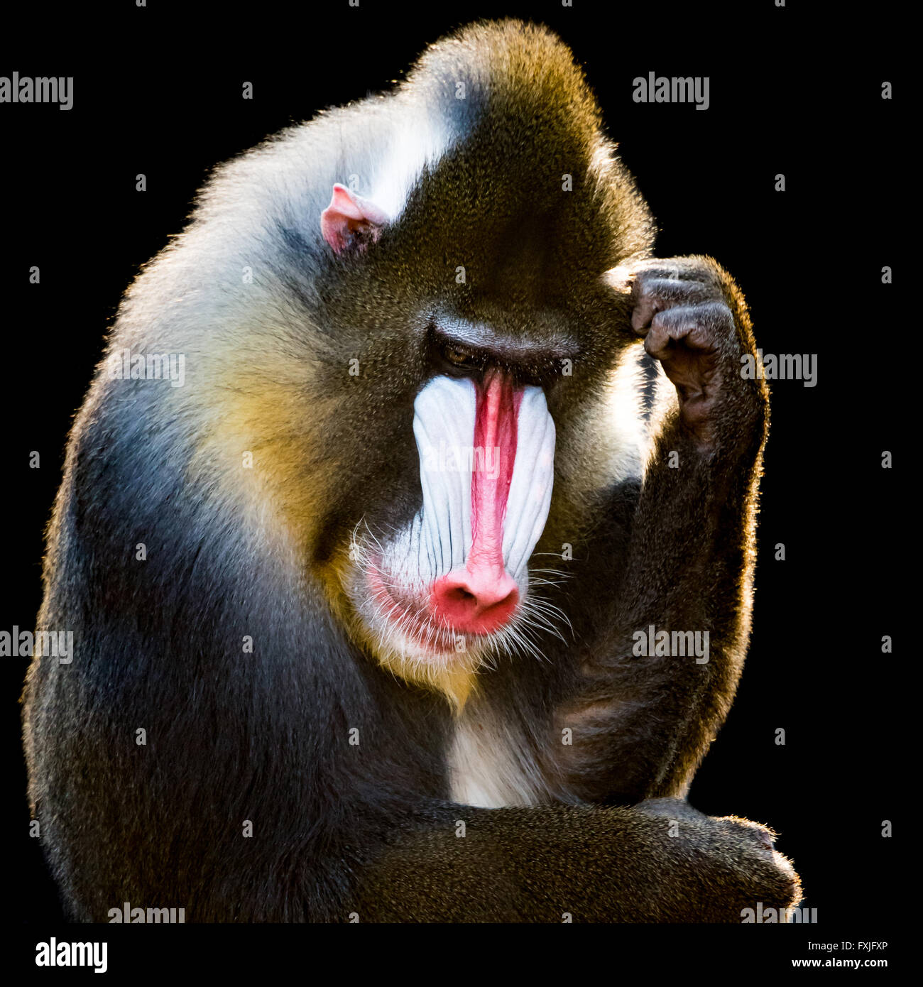 Male mandrill hi-res stock photography and images - Alamy