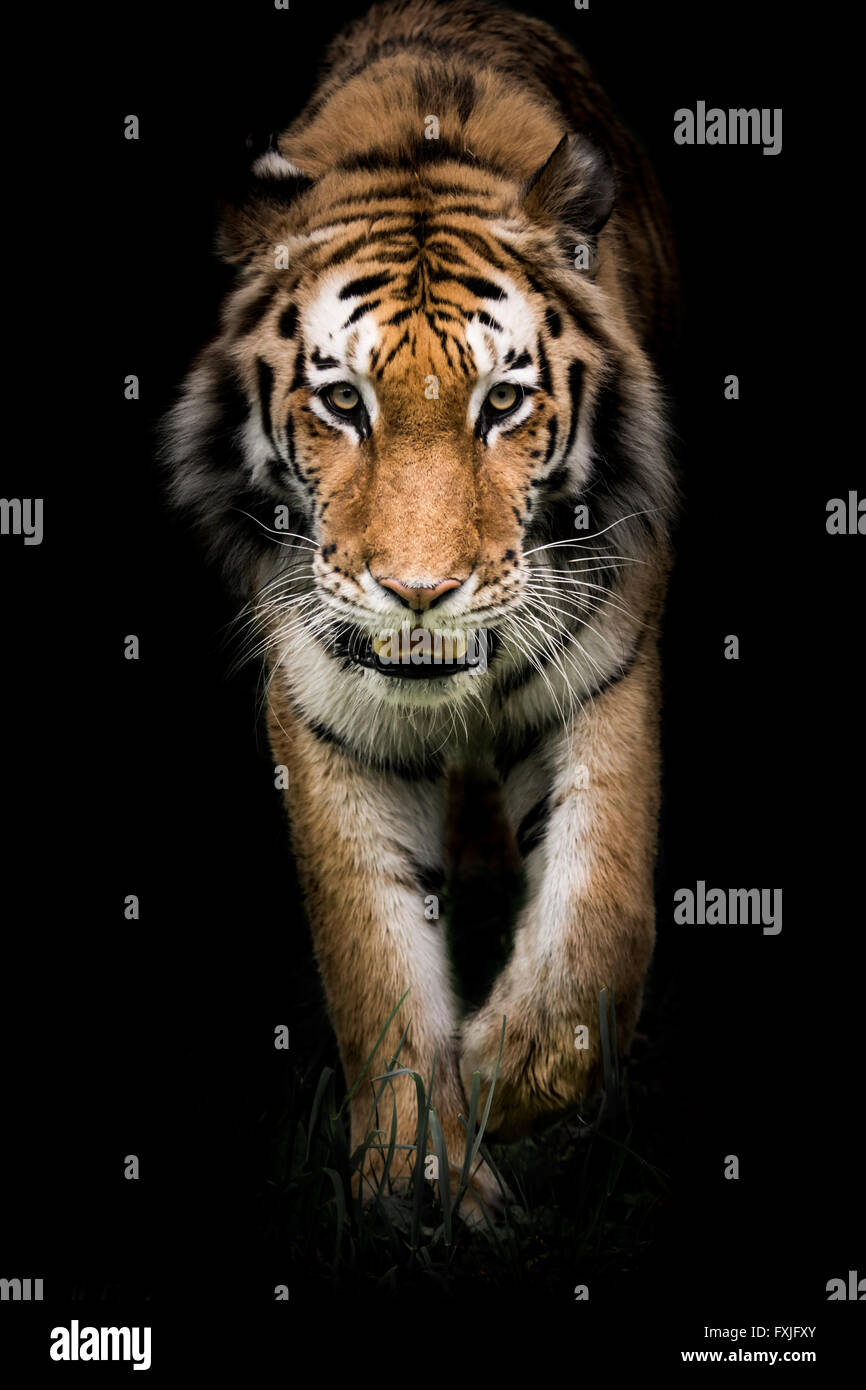 An Amur Tiger Prowling in the Grass Against a Black Background Stock Photo