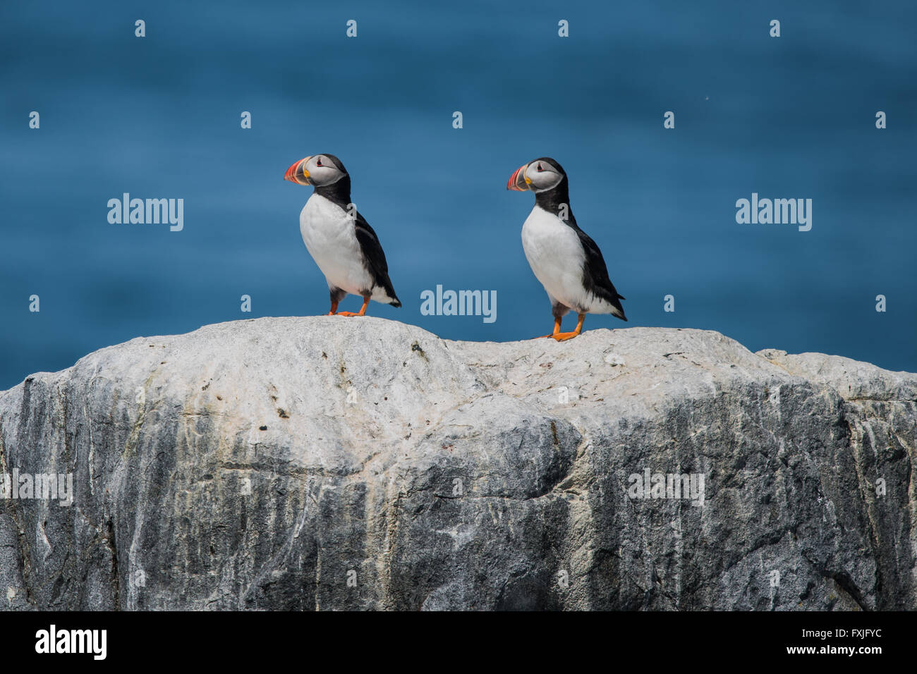 Profile Portrait of a Atlantic Puffin Pair Against a Blue Background Stock Photo
