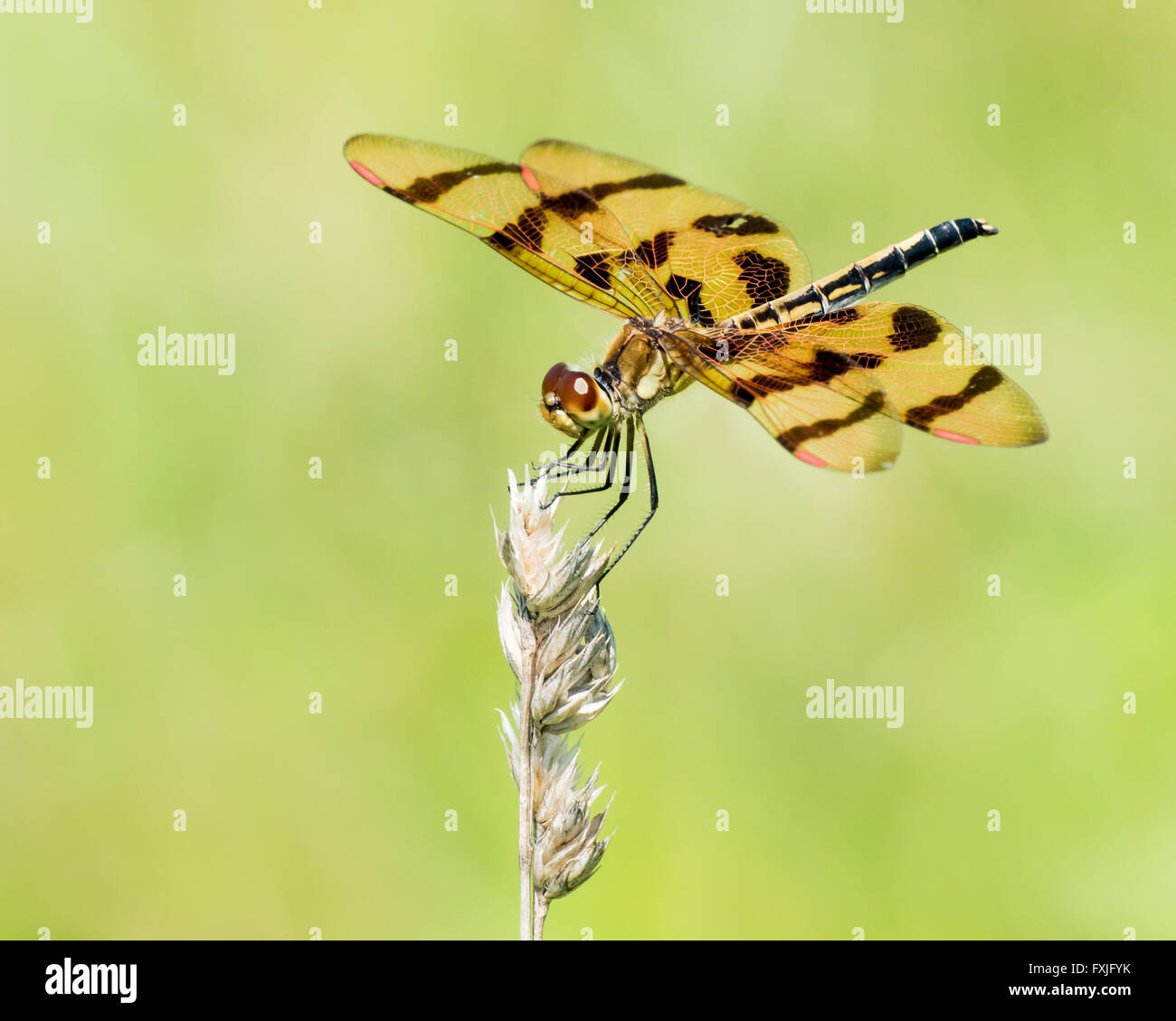 A Profile Portrait of a Perching Calico Pennant Dragonfly Stock Photo