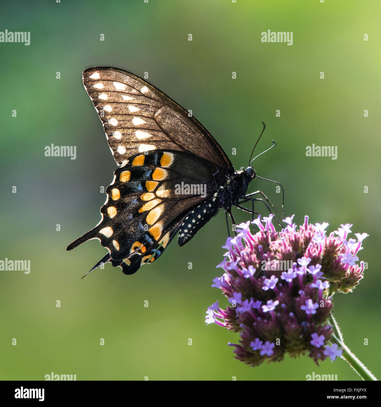 Profile Portrait of a Black Swallowtail Perched on a Verbena Flower Stock Photo