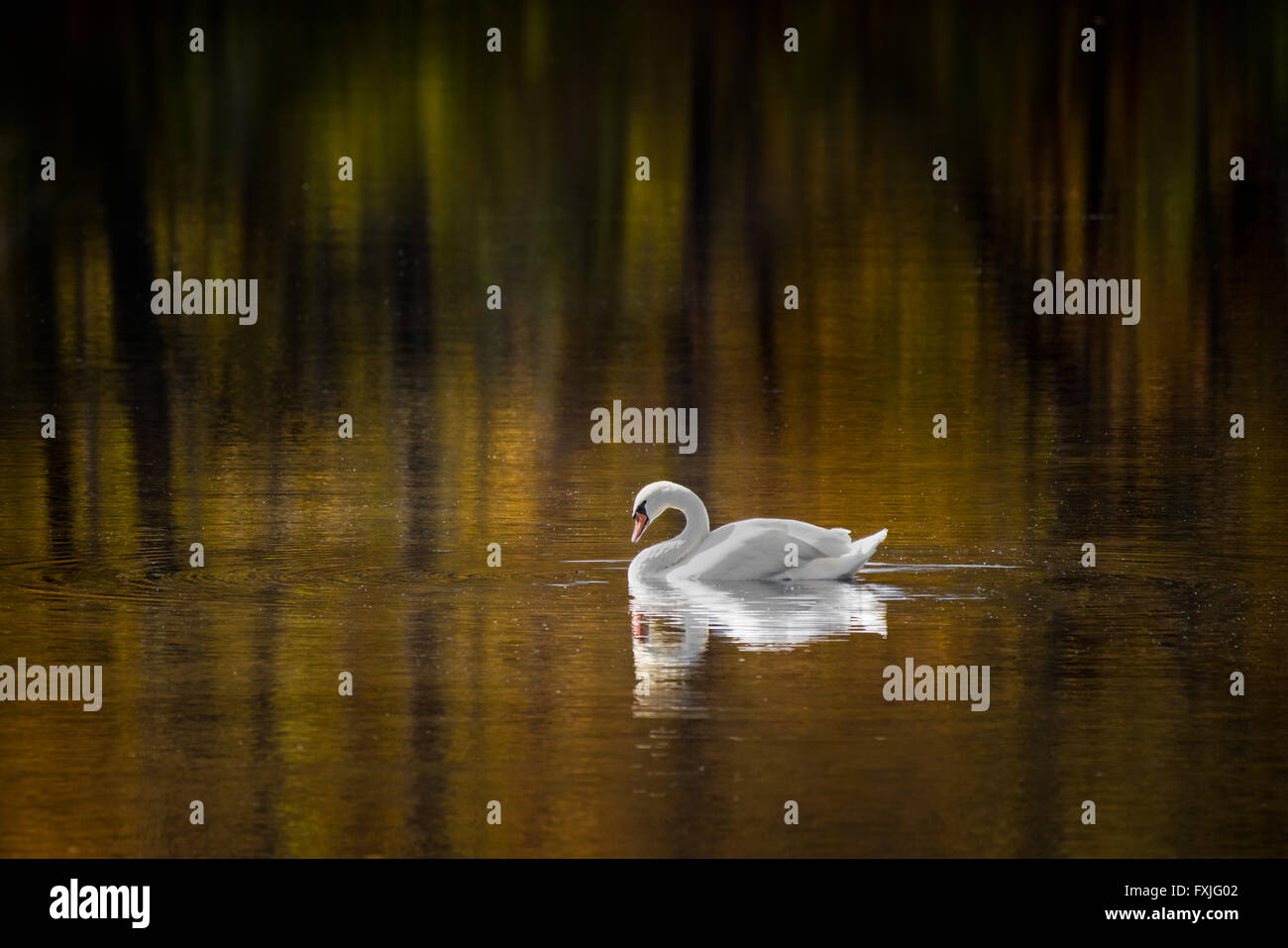 Colorful Trees and a Mute Swan Reflected in a Pond in Fall Stock Photo