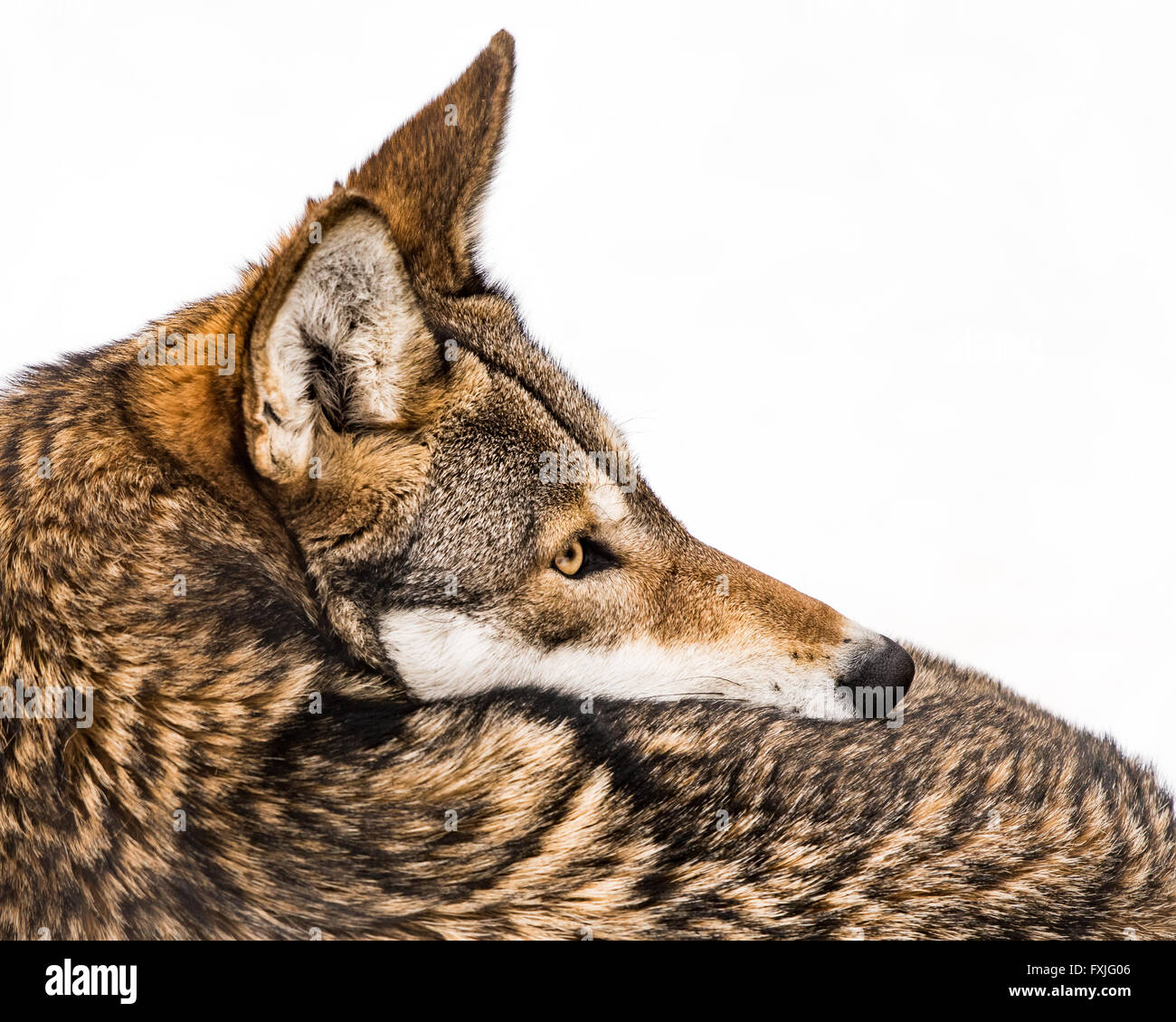 A Profile Portrait of a Female Red Wolf Against a White Background Stock Photo