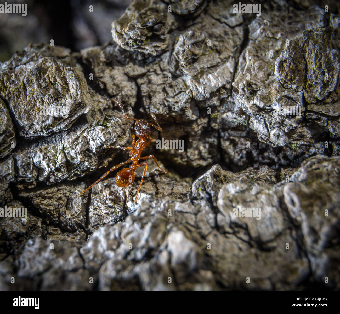 Little brown ant walking on dry wood macro photography Stock Photo Alamy
