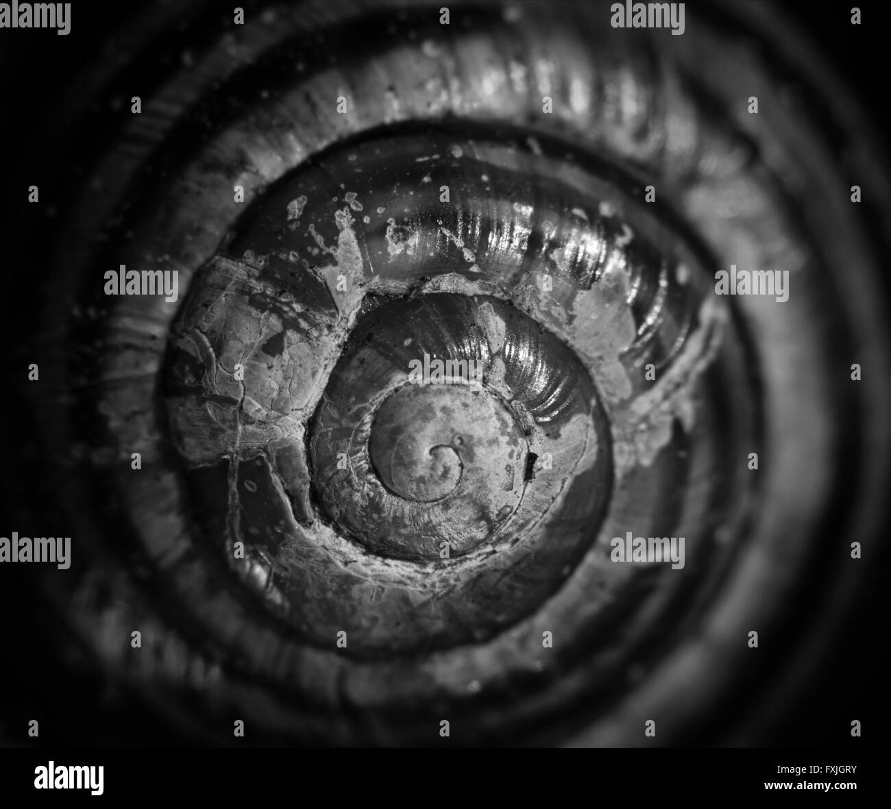 Macro image of snail shell. Stock Photo
