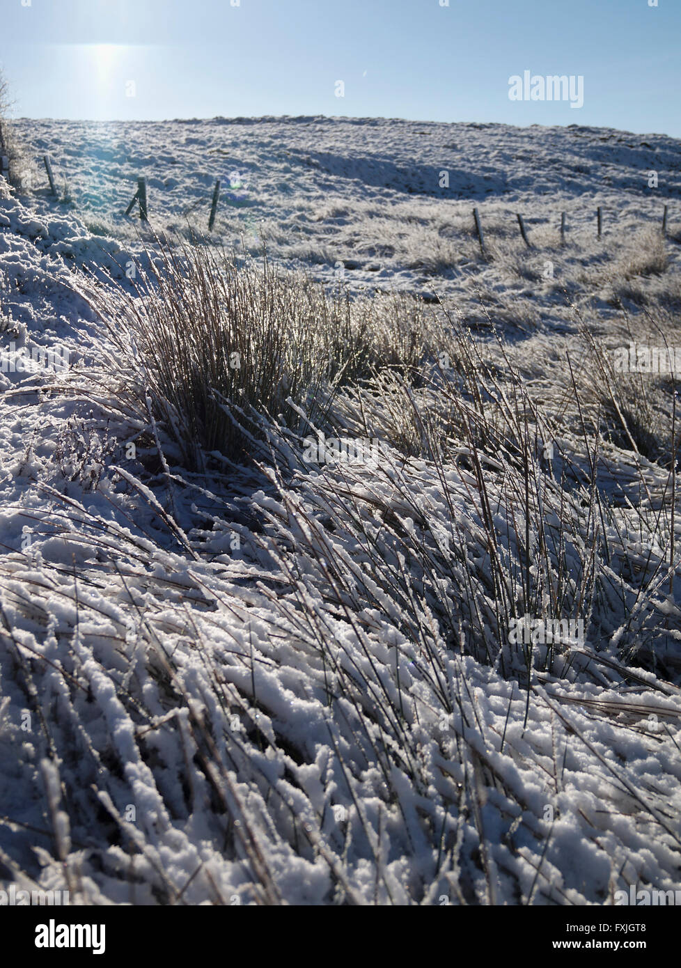 Ice on grasses at Brun Clough car park Standedge Stock Photo Alamy