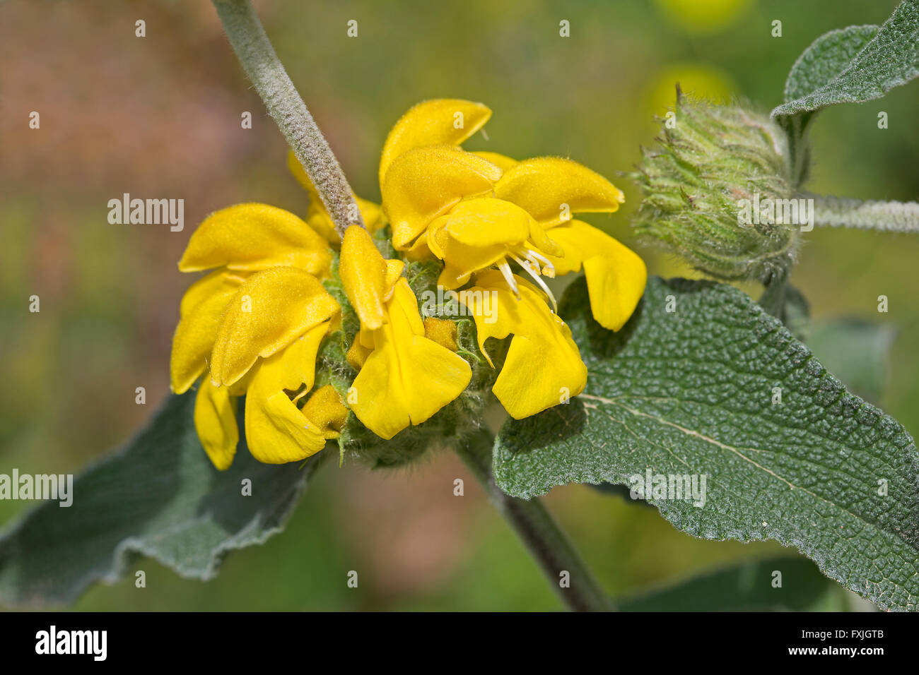 Phlomis fruticosa (Jerusalem sage) is a species of flowering plant of the Lamiaceae family, Stock Photo