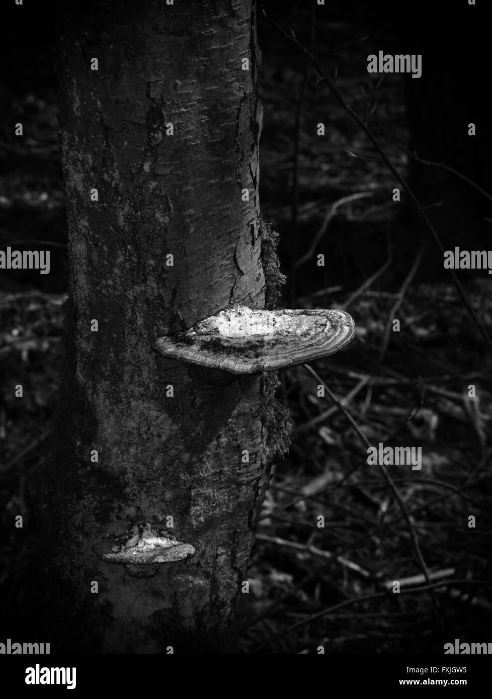 Bracket fungus on young tree in spring. Stock Photo