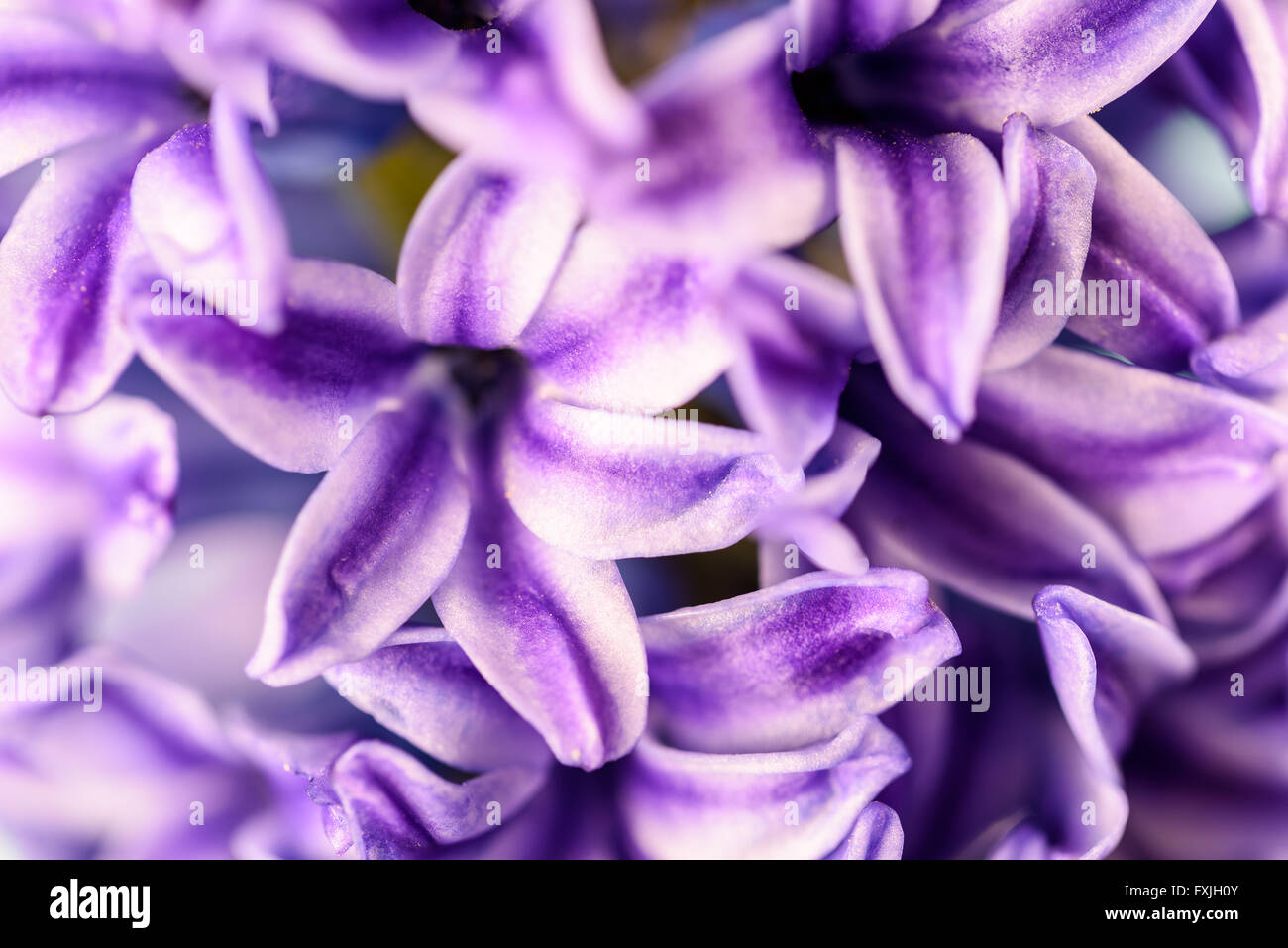 Common Dutch Garden Hyacinth (Hyacinthus Orientalis) Close Up Stock Photo