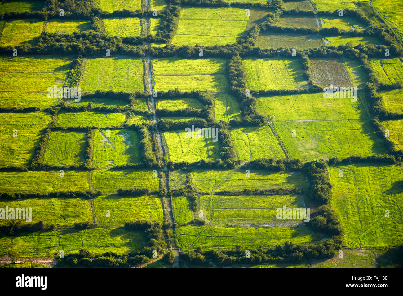 Rice fields near Siem Reap, Cambodia - aerial Stock Photo