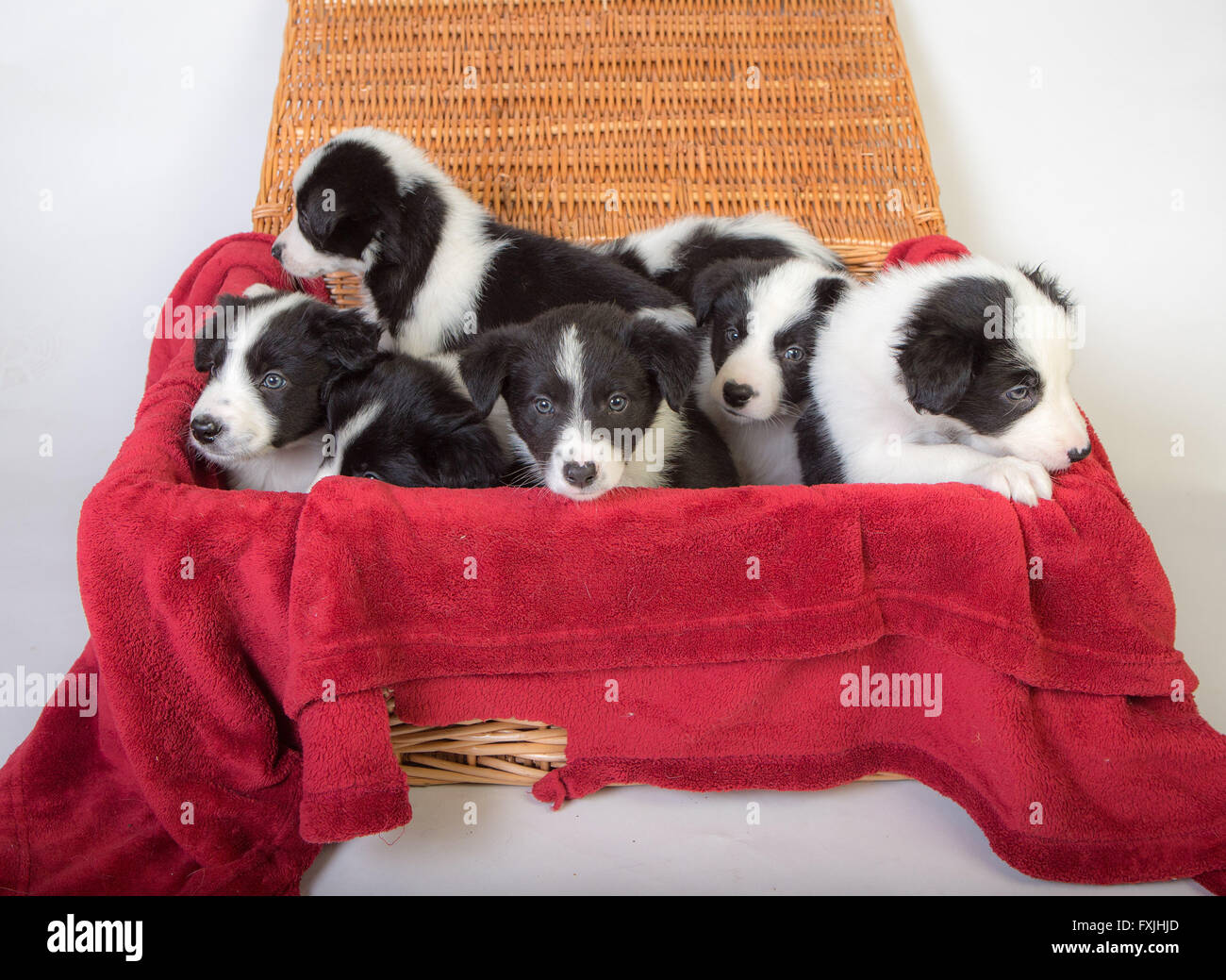 Border Collie Puppies Stock Photo