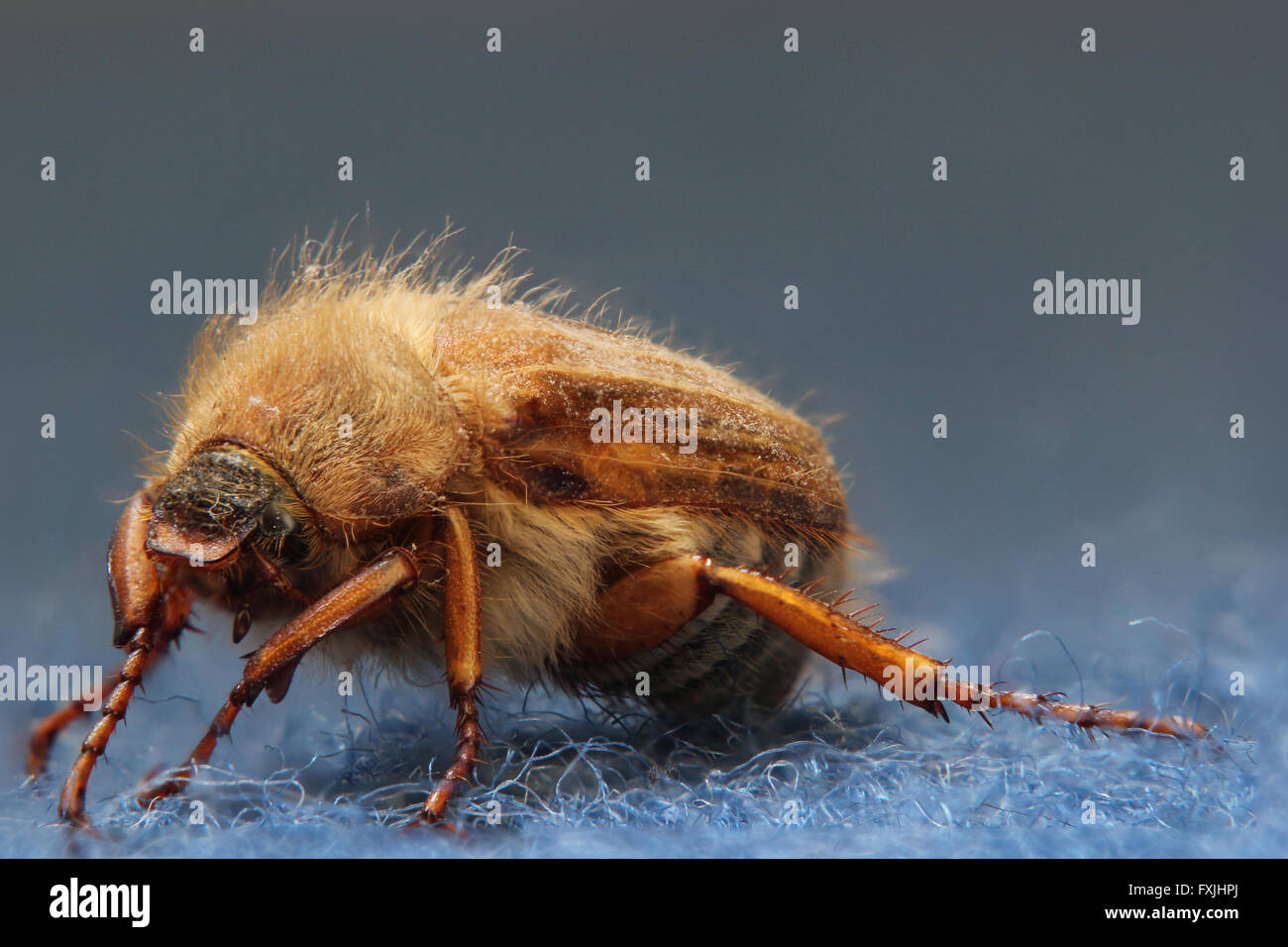 European june beetle (Amphimallon solstitiale) sitting on carpet. Stock Photo