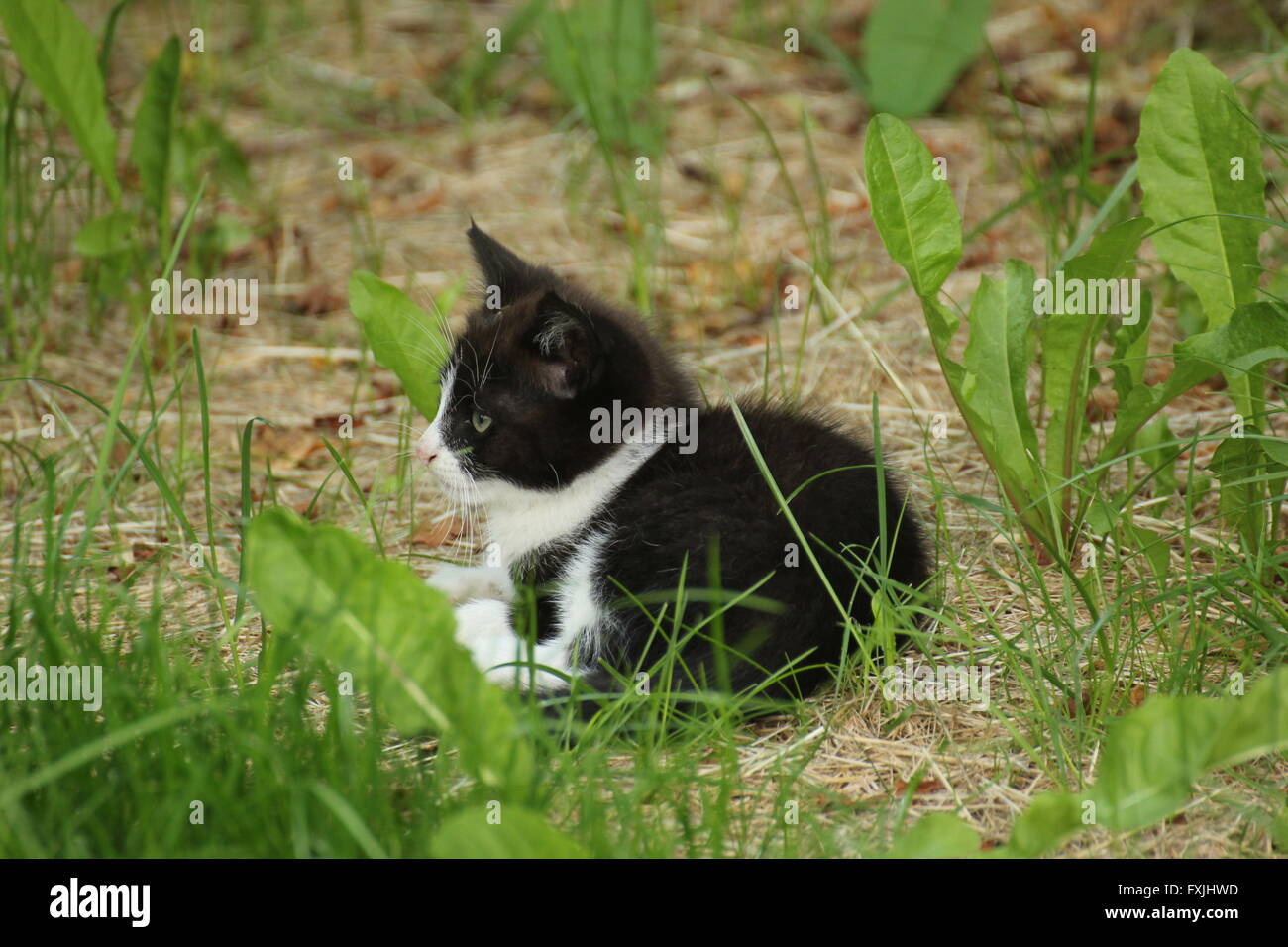 Black and white kitten sitting in grass Stock Photo - Alamy