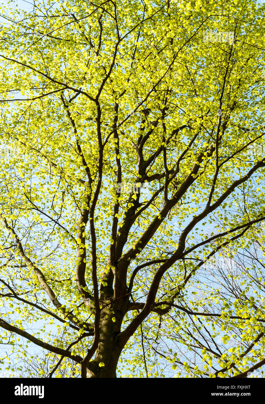 Treetop of a beech tree with fresh leaves in spring Stock Photo - Alamy