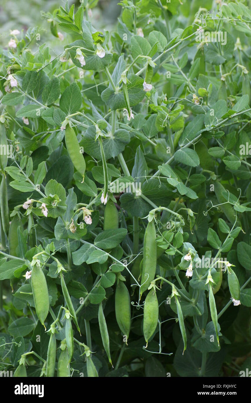 Pea plant (Pisum sativum convar. sativum) Stock Photo