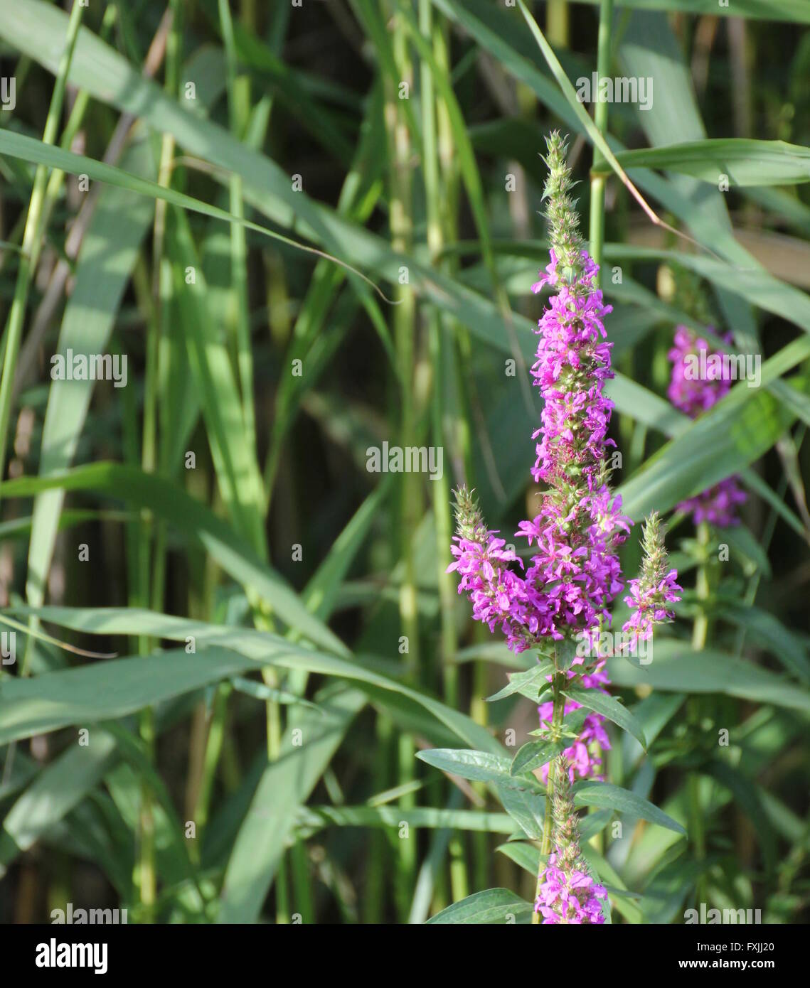 Blossoms of european wand loosestrife (Lythrum virgatum) with reed in background. Stock Photo