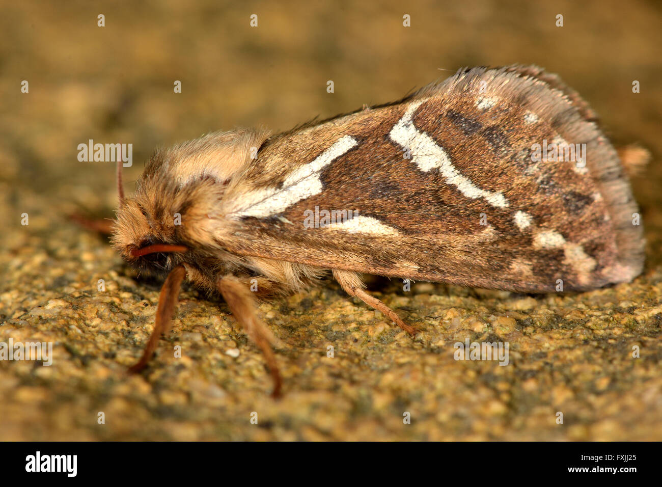 Common swift moth (Korscheltellus lupulina). A primitive moth in the family Hepialidae, at rest showing white markings on wings Stock Photo