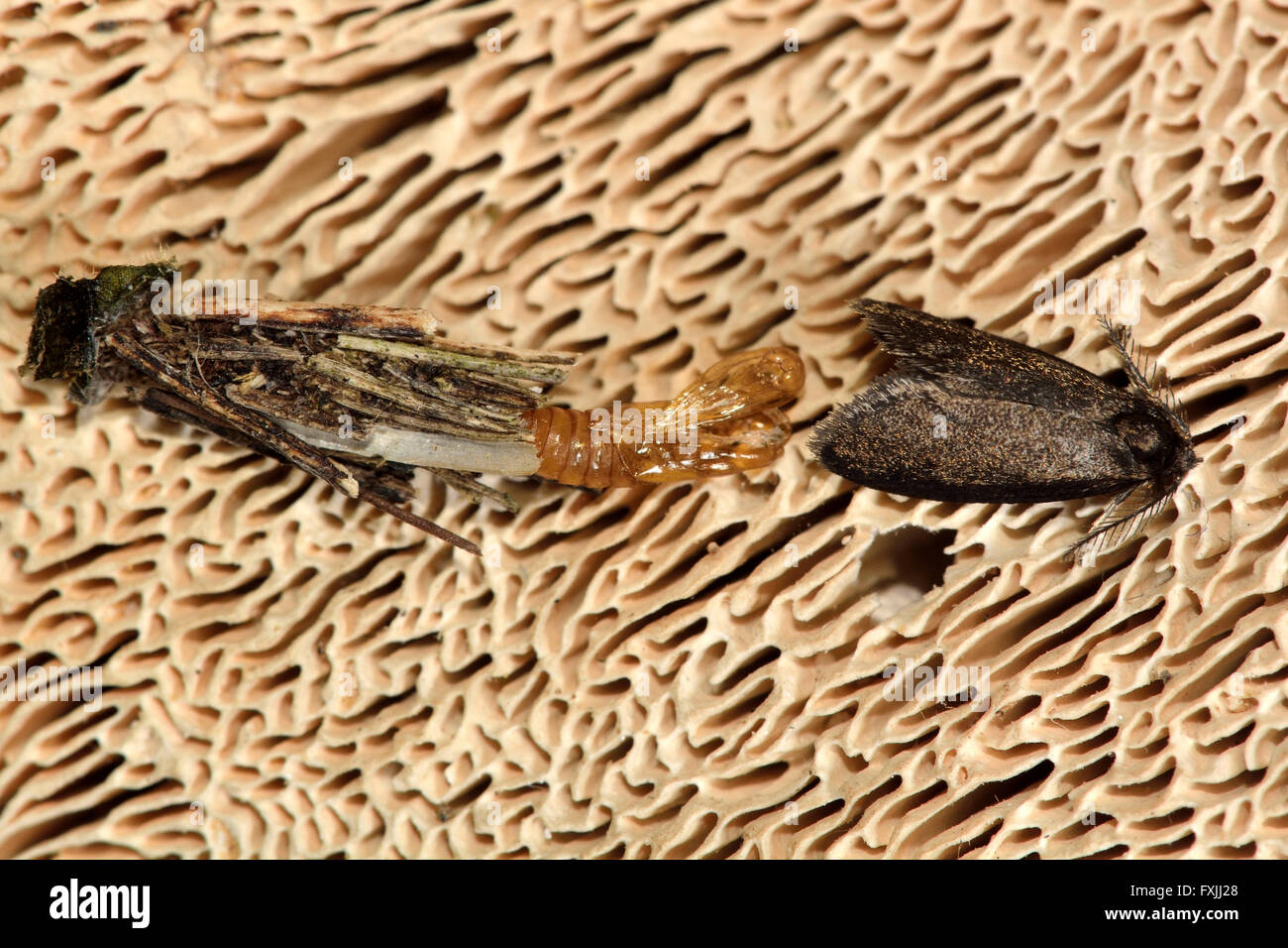 Psyche casta micro moth with exuvium, from above. Moth in the family Psychidae, shortly after hatching Stock Photo