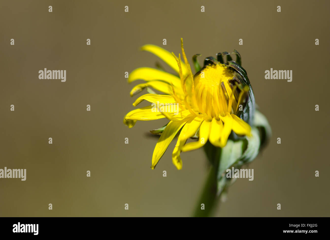 Dandelion (Taraxacum officinale agg.) flower half open. Yellow plant in the daisy family (Asteraceae), blossoming asymmetrically Stock Photo