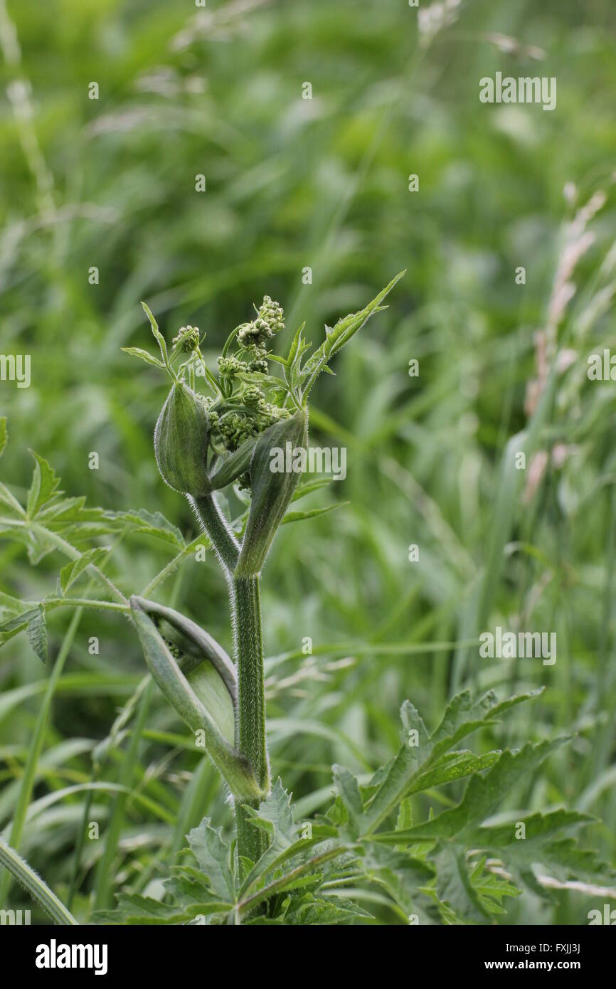 Bud of hogweed (Heracleum sphondylium) opening. Stock Photo