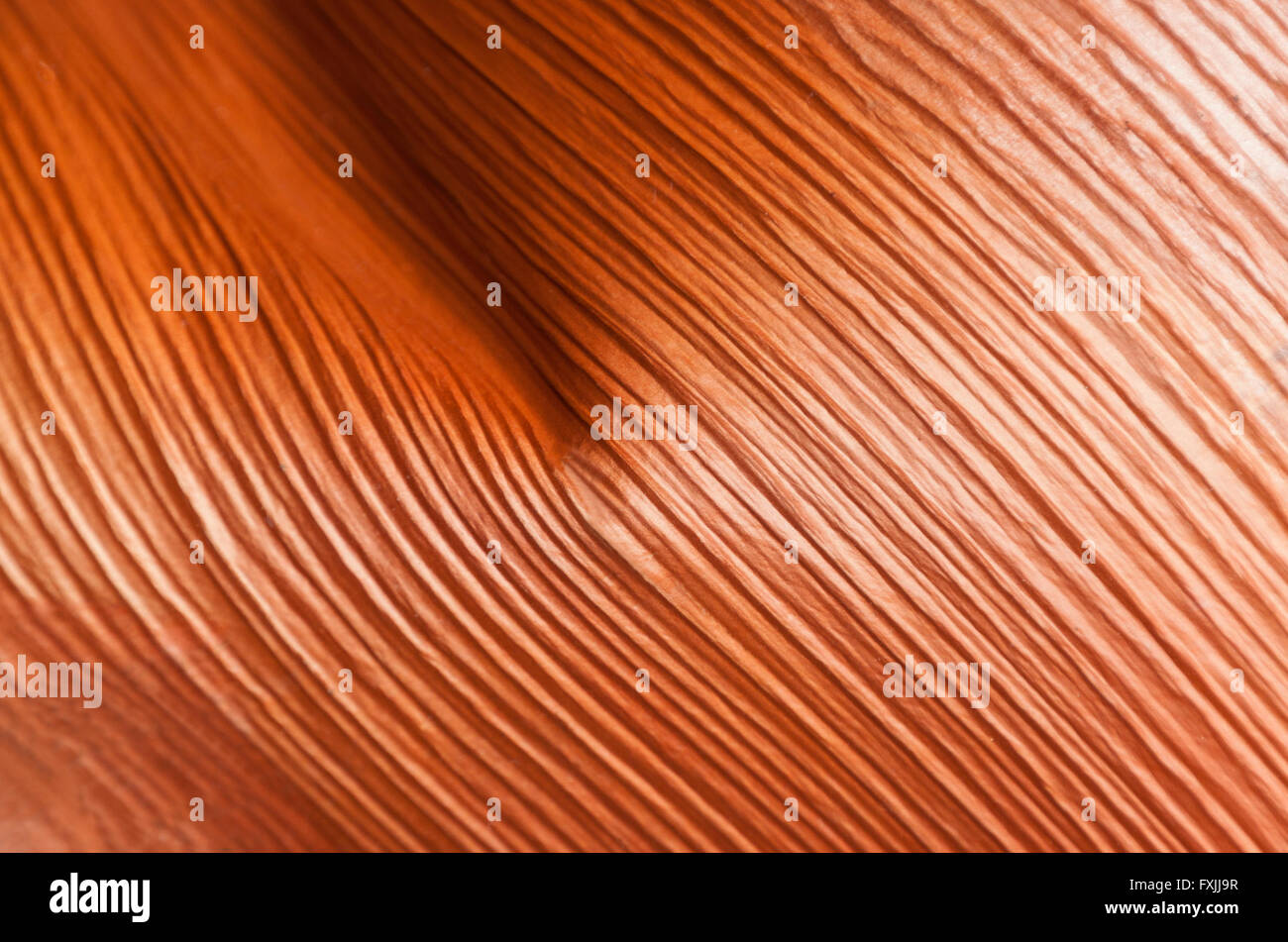 Background close up of base of palm leaf showing  patterns and textures Stock Photo